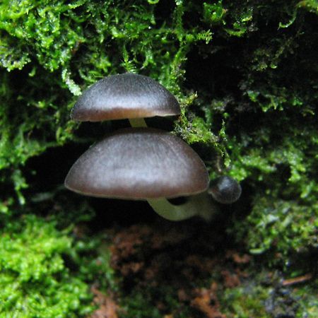 Santuario Ecologico Monteverde Eksteriør bilde