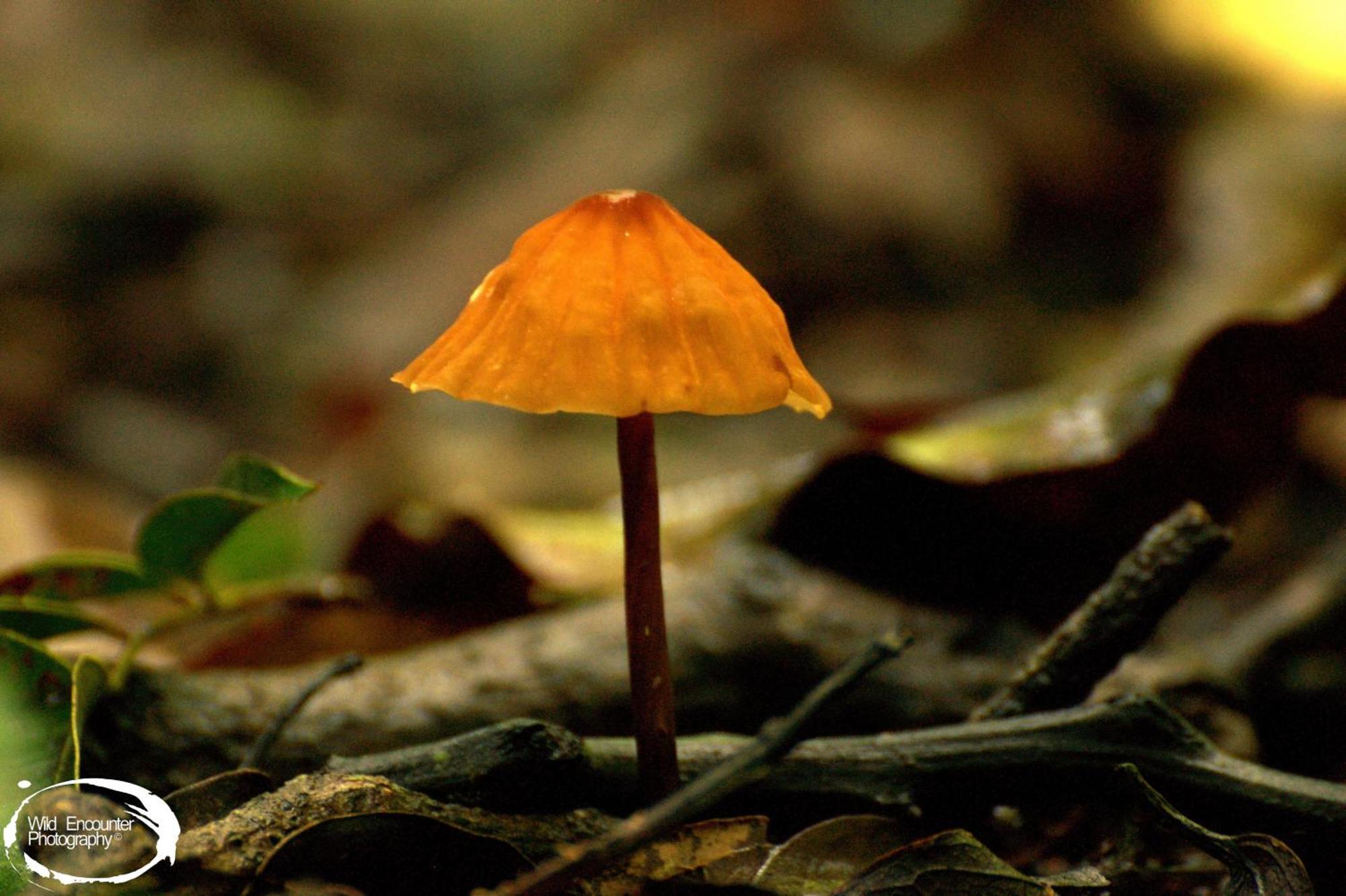 Santuario Ecologico Monteverde Eksteriør bilde