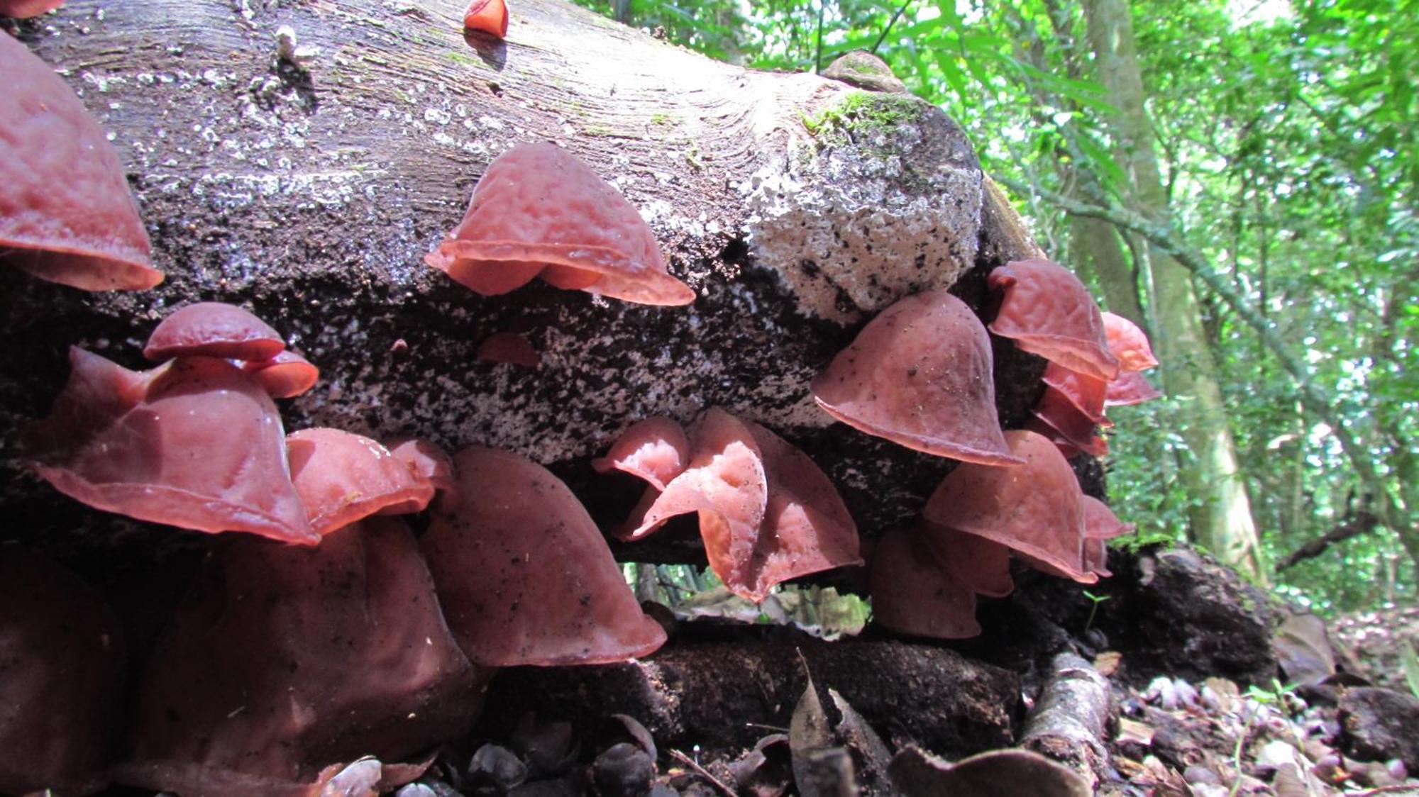 Santuario Ecologico Monteverde Eksteriør bilde