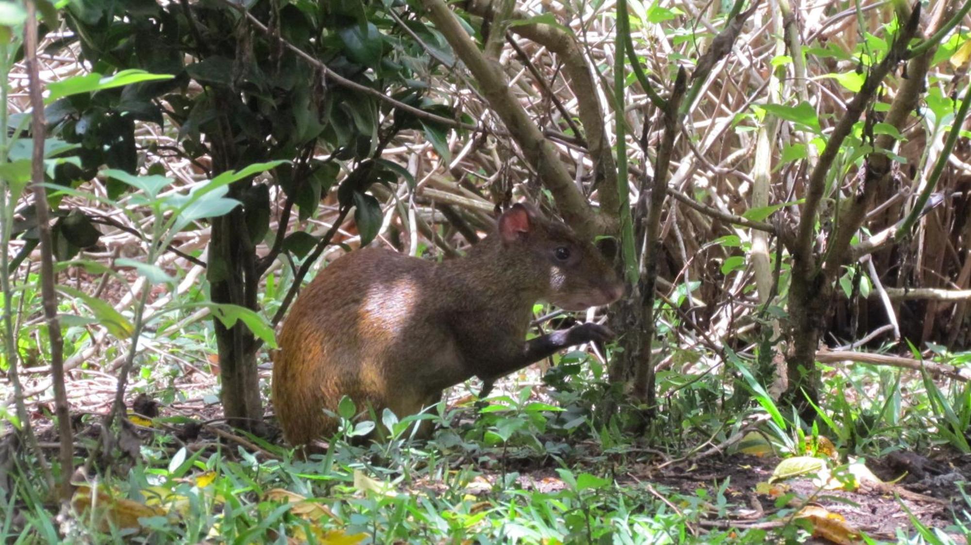 Santuario Ecologico Monteverde Eksteriør bilde