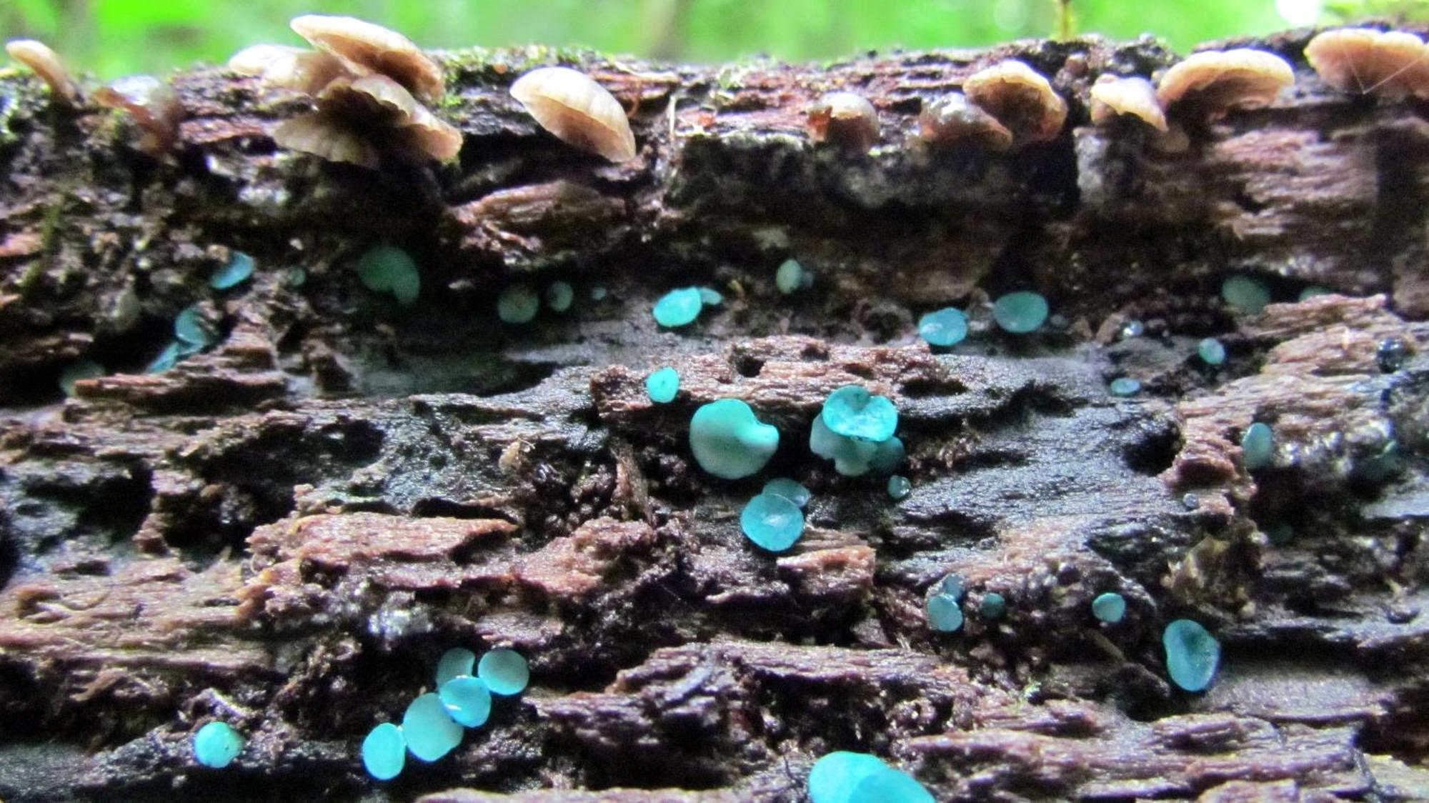 Santuario Ecologico Monteverde Eksteriør bilde