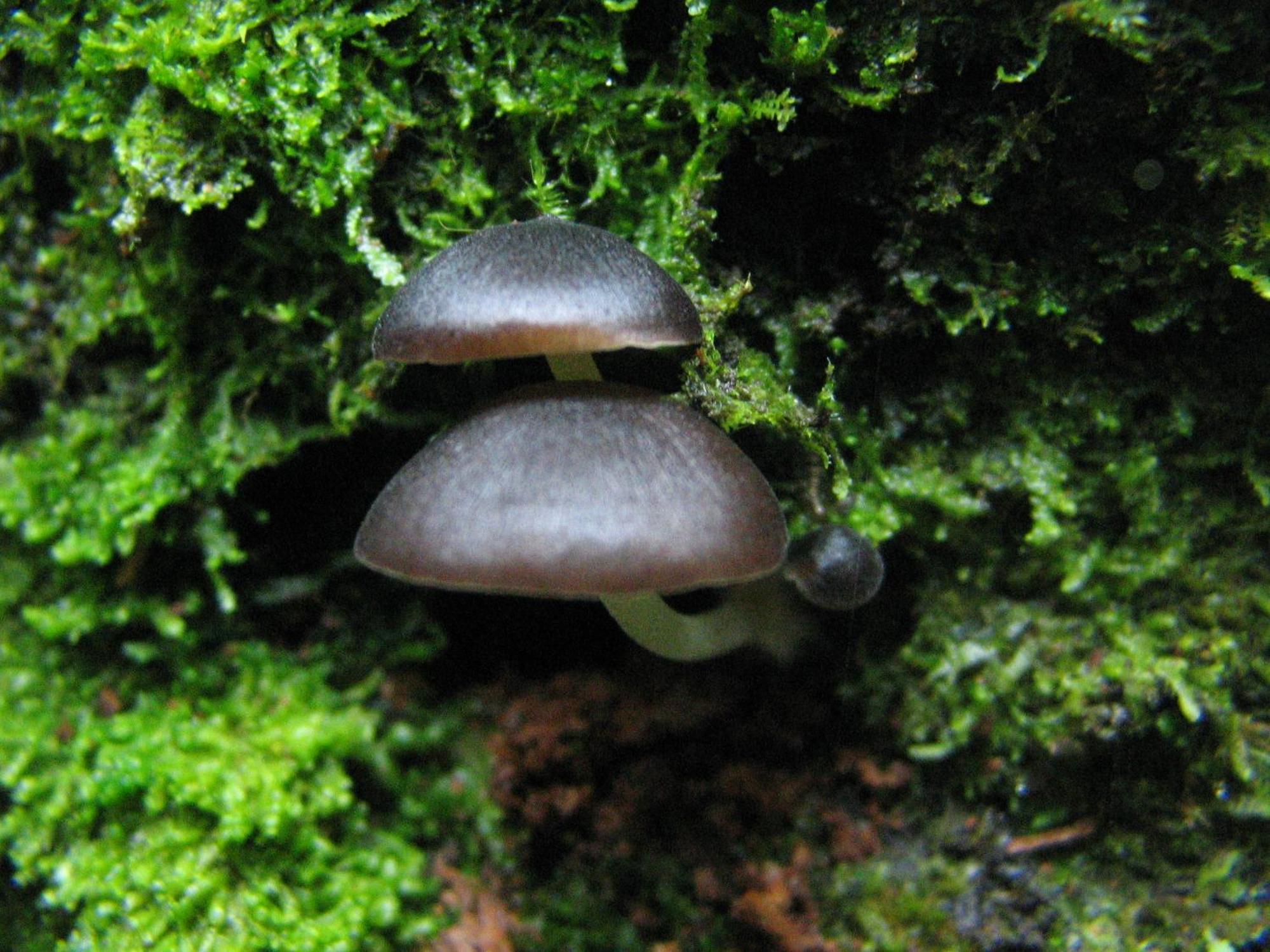 Santuario Ecologico Monteverde Eksteriør bilde