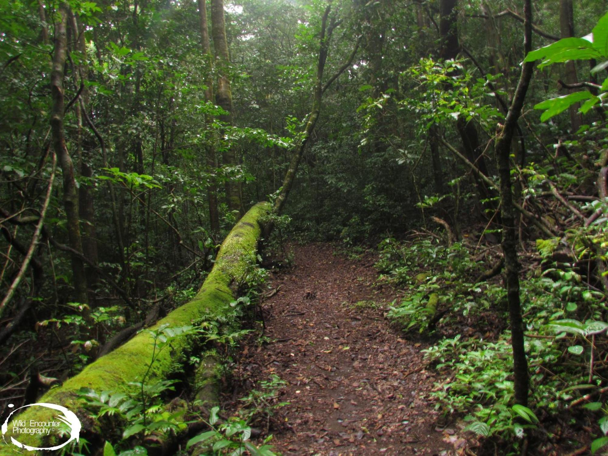 Santuario Ecologico Monteverde Eksteriør bilde