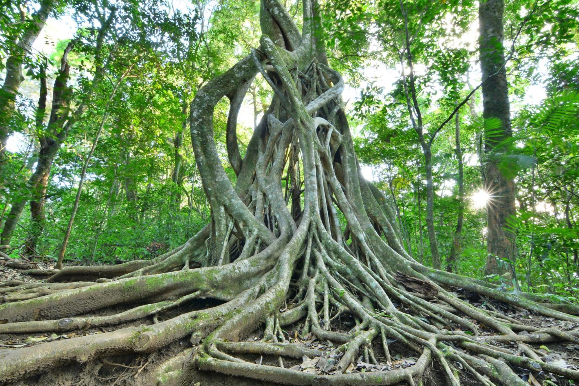 Santuario Ecologico Monteverde Eksteriør bilde