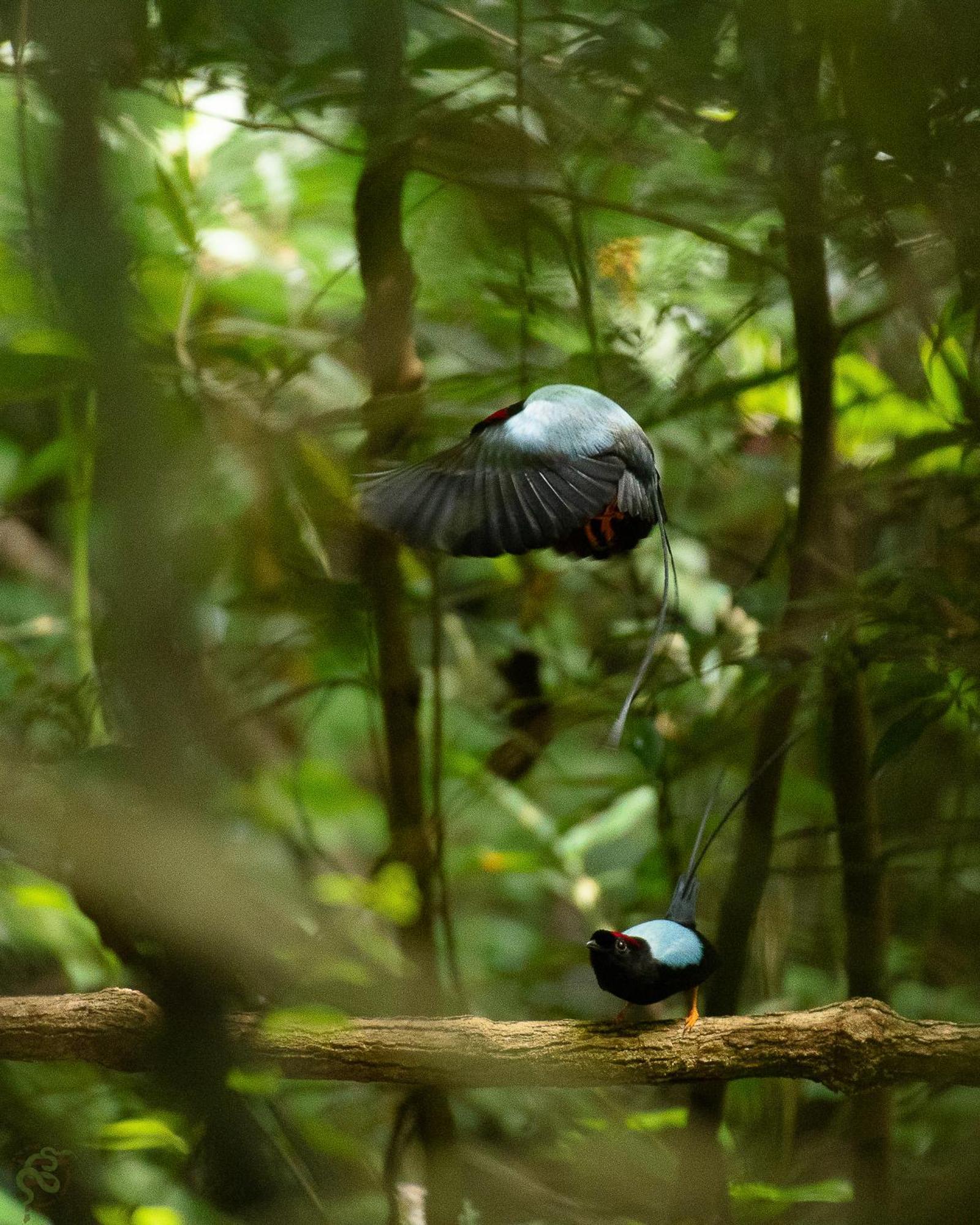 Santuario Ecologico Monteverde Eksteriør bilde